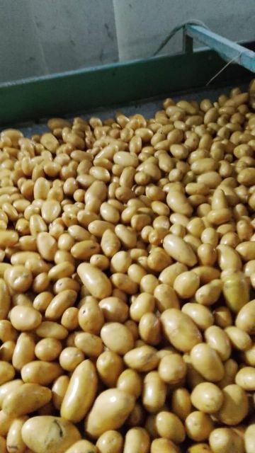 Fresh Potato - Image 1