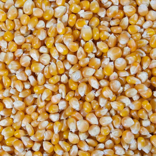 Corn (Maize) frozenchickenexports.com – product photo 3, product detail gallery