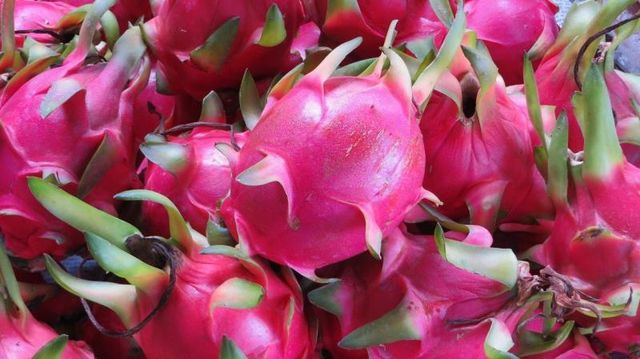 High Nutrition Tropical Fruits Sweet Taste Low Fats Rich in antioxidants Red Dragon Fruits Yellow Dragon Fruits - Image 5