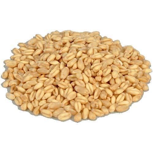 100% Pure Whole Wheat Grains Export Quality, - Image 4