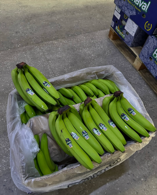 FRESH CAVENDISH UNRIPE BANANAS CAREFULLY SELECTED 13Kg FOR SUPERIOR EXPORT QUALITY - Image 3