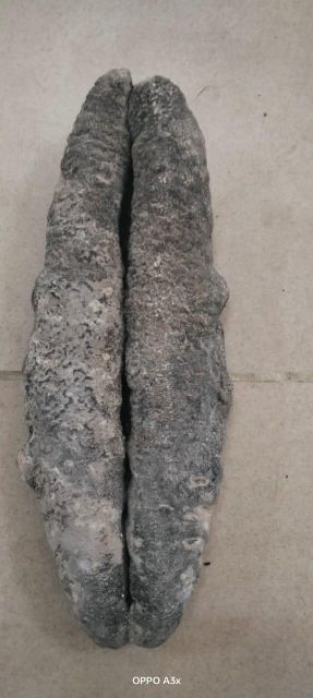 Dried Sea cucumbers - Image 7