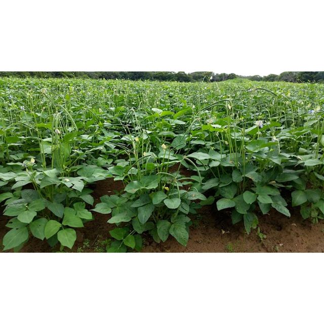 Best quality export for Cow Pea Style Dried Quality Premuim Type White Beans Color Dark green. Shelf Life 2 year Cultivation Type - Image 1