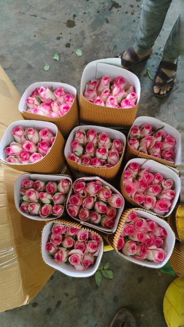 Rose - Image 4