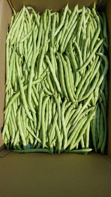 Vegatables - Image 20