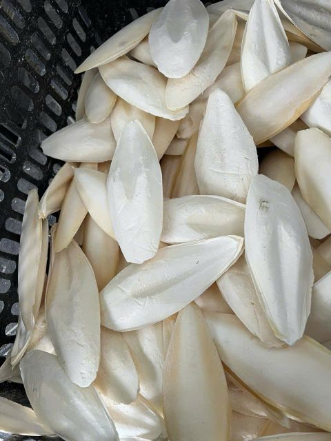 Vietnam Natural Dried Cuttlefish Bone Squid Aquarium Bulk Wholesale Supply - Image 5