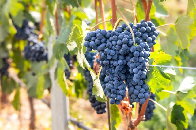 Fresh Grapes Color Black, Green, Red - Image 5