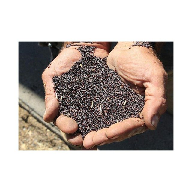 Clean and graded canola seeds offered in wholesale for oil mills and traders - Image 1