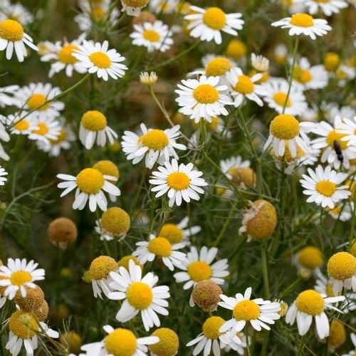 Chamomile Flowers (Matricaria chamomilla) – Premium European Quality - Image 3
