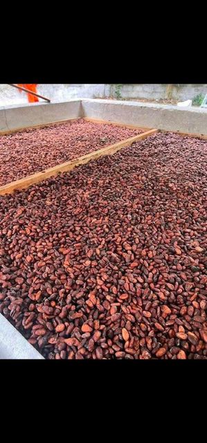 Grade A cocoa beans – product photo 4, product detail gallery