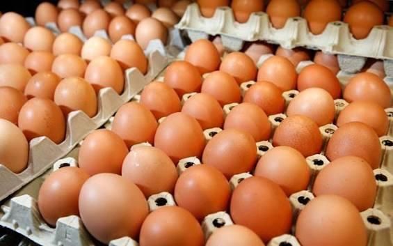 Wholesale Fresh Brown Eggs Distribution - Image 4