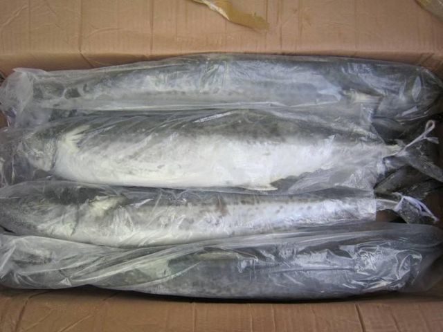 Frozen Atlantic Mackerel Fish Superior Frozen Seafood Product For Marine Food Supply And Global Market Demand - Image 4