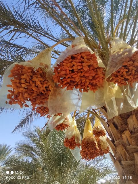 DEGLET NOUR BRANCHED DATES Box of 1 kg HS CODE 08041000 - Image 3