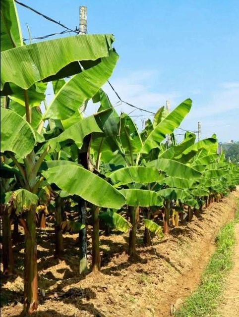 Plantains - Image 3