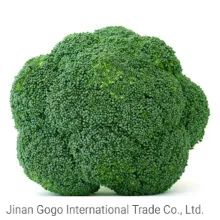 Super Quality Frozen Broccoli - New Crop Packaging Plastic HS Code 0710809090 Storage Temperature <-18℃ Type Agricultural - Image 5