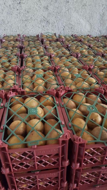 First class kiwi Place of Origin Iran Grade First class kiwi Product Type Kiwi Fruit Appearance High Quality Quality Level Grade One - Image 1