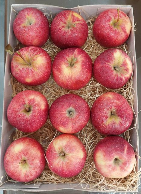 Fresh Royal Gala Apple Top Quality Orchard Harvested Fruit Packed With Natural Sweetness And Fresh Taste - Image 3