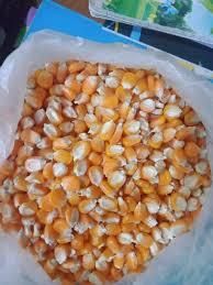Non-GMO Yellow Maize – Premium Quality for Food & Feed Hs Code 1005 Ash Max. 1.5% Origin Tanzania Crude Fat 3% – 4.5% Packaging 25kg,50kg - Image 5