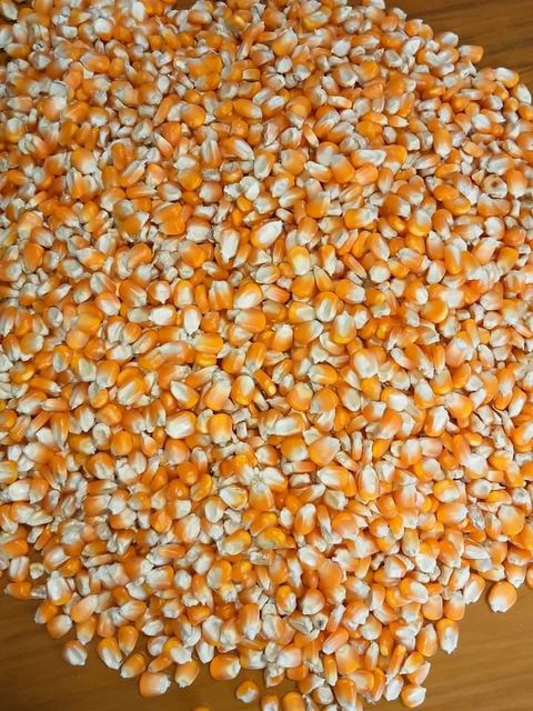 Yellow Maize Packaging 50kg Place of Origin - Image 1