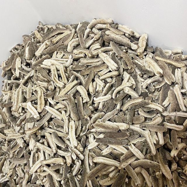 Sri Lankan Sea cucumber 100kg Natural Sun Dried Sand Fish, Disco, White Teat, Black Teat Sea cucumber - Image 4