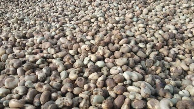 PREMIUM QUALITY CHEAP RAW CASHEW NUTS IN SHELL WHOLE SALE. WHATSAP +255787979235 FOR MORE DETAILS - Image 3