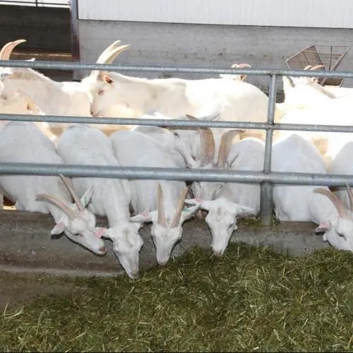 Cheap Top Selling sheep in bulk Saneen / Alpine / Purebred Boer goats at cheapest price Ready For Export Worldwide - Image 3