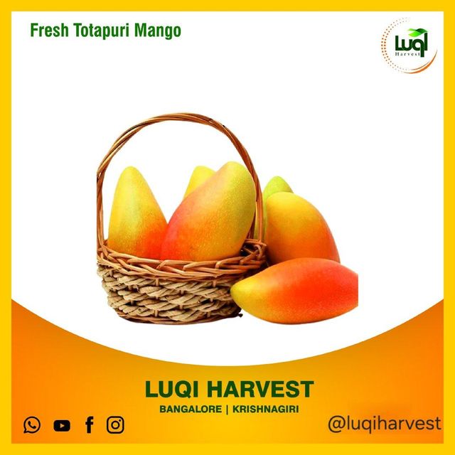 Totapuri Mango Pulp 3.1kg Canning - Image 2