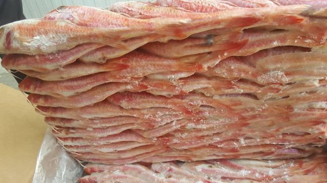 red mullet Color Red Form Frozen Origin Mauritania Size 100 Gr / 250 Gr Packaging 20 Kg - Image 4