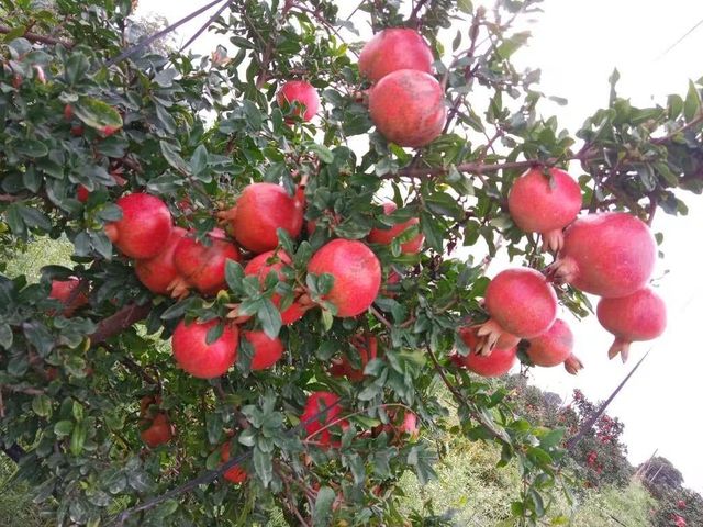 ZIVA FRESH PREMIUM POMOGRANATE - Image 4