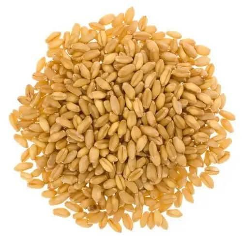 Best Quality Dried Wheat Grain High Quality Soft & Hard Wheat Grains Barley in Bulk Wheat Grain for Wholesale - Image 1