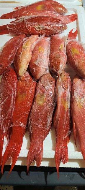 Frozen Grouper - Image 3