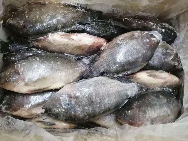 Best Price Frozen Seafood Wholesale frozen tilapia fish - Image 4