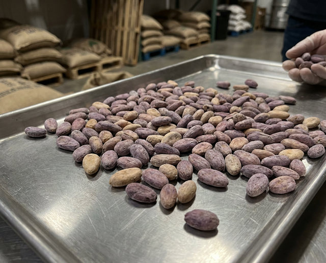 Organic Non-Fermented Cocoa Beans - Dominican Republic - Image 3