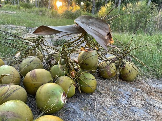 Fresh Young Coconut From Viet Nam OEM Brands Cheap Price Good Quality Sweet Fresh Coconut - Image 3