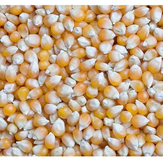 Best Price Agricultural Product Yellow Corn/Yellow Maize, Dried Yellow Corn, Popcorn, White Corn Maize - Image 3
