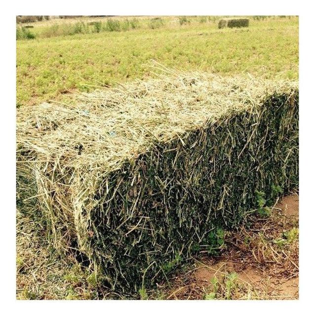 Alfalfa Hay at very cheap price / Quality Rhodes Grass Hay Alfalfa Top Quality Alfalfa Hay for Animal Feeding Stuff Alfalfa / Alfalfa Hay For Sale At Wholesale Price - Image 4