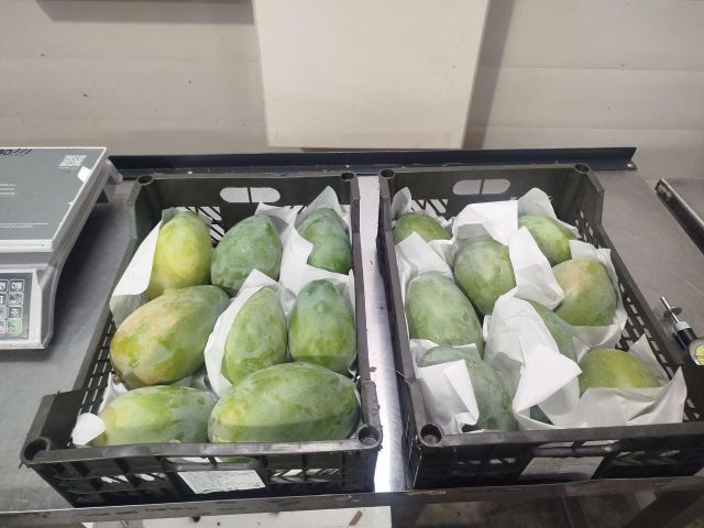 Mango - Image 4