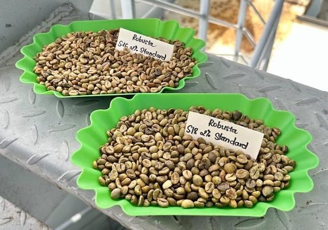 Buy Cheap Price Robusta & Arabica Coffee Beans - High Quality - 100% Natural Green Coffee Beans From Vietnam – product photo 1, product detail gallery