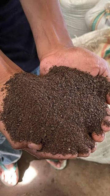 Cotton seed meal Drying Process steam Material dry granuler Max. Moisture (%) 7-8% Processing Type explerer Packaging Bulk / Jumbo - Image 1