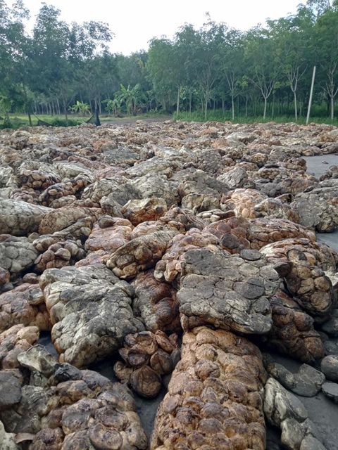 Cup Lump Rubber And SMR3L Rubber Drc Content 70 - 72% Rubber Form Cup Lump Packaging Details 35kg bale in Wooden Pallet Available Types Smr3l, Smr10, Smr20, Scrap Smr - Image 3