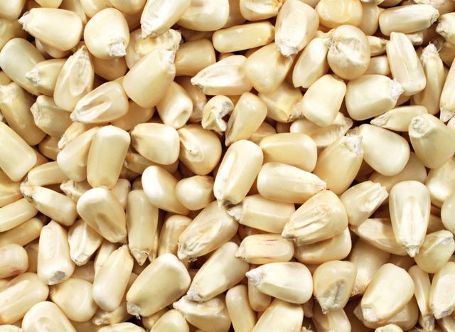 Organic Non-GMO Yellow & White Corn Maize Sweet Dried Corn for Human & Animal Feed for Consumption - Image 2