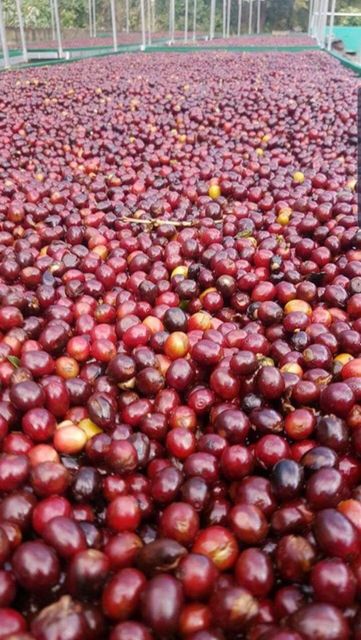 Coffee beans – product photo 4, product detail gallery