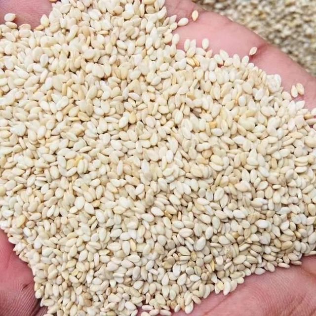 Sesame seeds (Black, Brown and Hulled) Available Varieties Black Sesame Seeds, Brown Sesame Seeds, Hulled Sesame Seeds Related Products Sesame Leaves, Oil Seeds, Sesame Oil, Sesame Seeds, Sesame Seed, Other Oil Seeds Flour, Brown Mix Sesame Seed, Sesame Butter, Other Oil Seeds, Black Sesame - Image 1