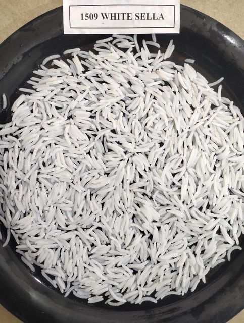 Rice - Image 3