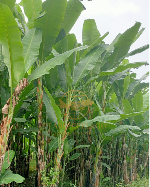 banana leaves / banana leaf Grade High Manufacturer Indonesia Farm Ingredients Banana Leaves (Musa acuminata) Shelf Life 3 to 4 weeks from the harvest period - Image 3