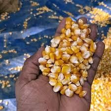 Yellow Maize / Corn Origin Pakistan Availability Year-round Features Gluten-Free, Organic Supply Capacity Bulk Quantities - Image 2