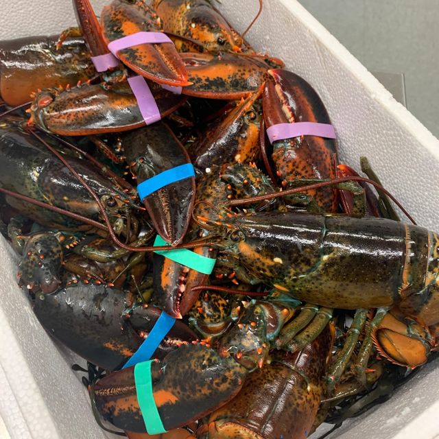 Ocean Fresh Live Canadian Lobster Buy Today Healthy Premium Seafood Perfect For Family Meals And Catering - Image 4