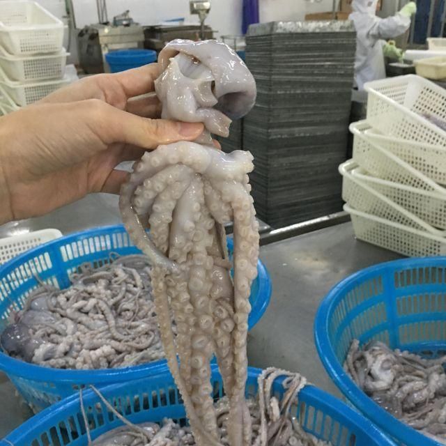 High-Quality Frozen Baby Octopus (Whole Cleaned) for Export - Image 3