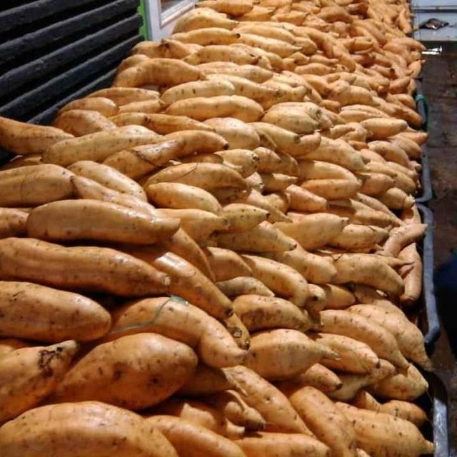 Sweet Honey Potato - Image 4