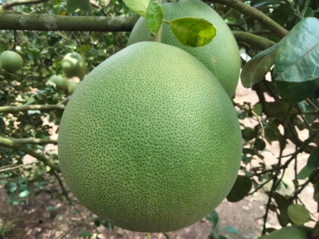 Sweet Pomelo 100% Fresh Natural Thai Fruit Wholesales Sweet Fruit Fresh Farm Best Seller From Thailand Export Grade - Image 5
